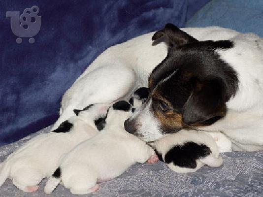JACK RUSSELL